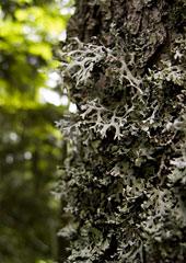 Lichens, Near Bled, Slovenia