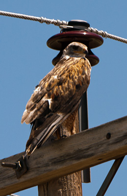 ferruginous hawk, Comanche National Grasslands