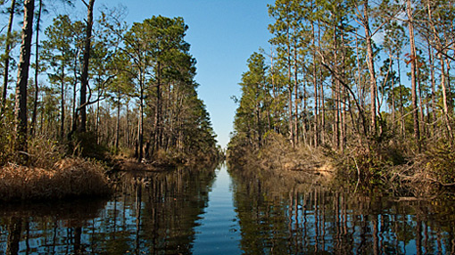 Kingfisher Channel, Okefenokee Swamp