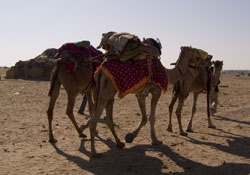Camels Jaisalmer India