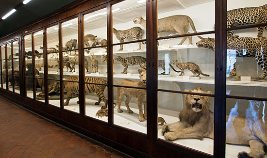 Big cats at La Specola, Firenze (Florence), Italy