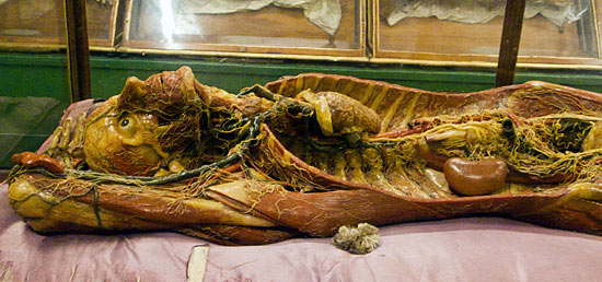 Wax model of human innards at La Specola, Firenze (Florence), Italy