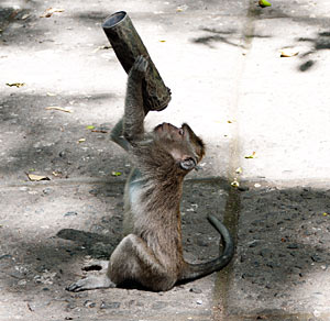 Gray Macaques, Ubud, Bali