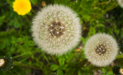 The King of Carrot Flowers Part Two