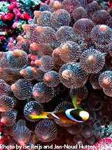The Best Snorkeling in the World