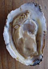 Consider the Apalachicola Oyster