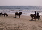 Cows on the beach, Goa India