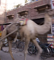 Camel Jodhpur India
