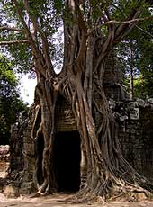 Creeper Figs, Angkor Cambodia