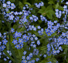 Blue Flowers, near Bled, Slovenia