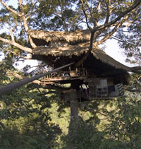Treehouse One Gibbon experience, Laos