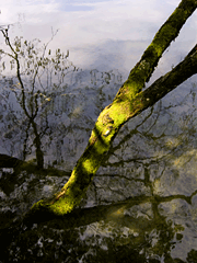 Mossy Tree reflection, Lake Plitvice, Croatia