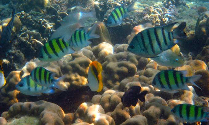 Reef, Ko Kradan, Thailand, copyright Cristen Andrews, Flickr