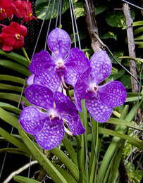 Orchids Jim Thompson's House Bangkok, Thailand