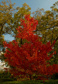 Fall colors Athens GA