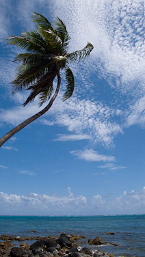 Palm Tree, Little Corn Island, Nicaragua