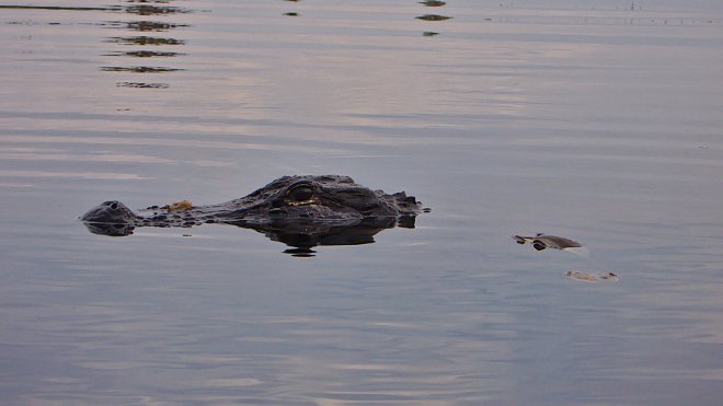 Alligator, Roundtop Shelter, Okefenokee Swamp