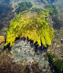 Algae fans in the Firehole River, Yellowstone National Park