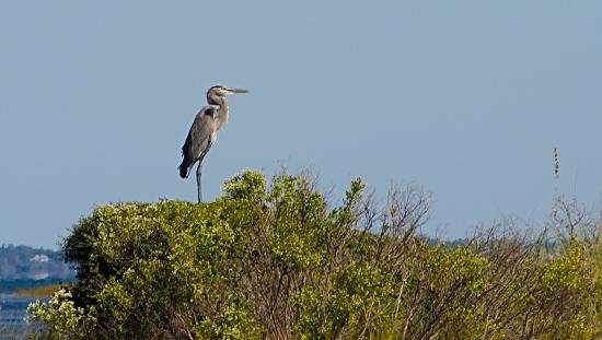 Great Blue Heron, St George Island, Florida. By Scott Gilbertson