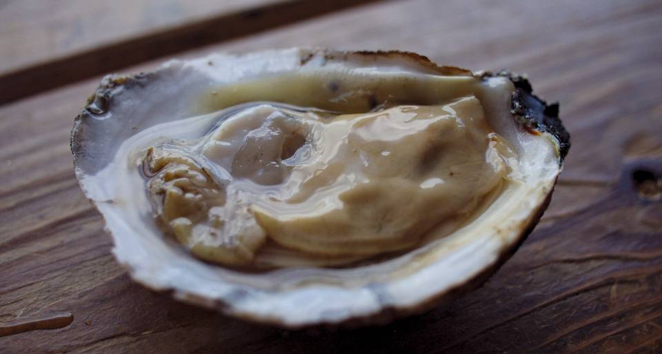 Apalachicola Oyster, raw, on the half shell.