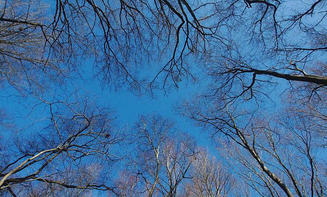 branches in the sky