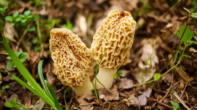 Morel mushrooms growing on the banks of the middle Oconee river