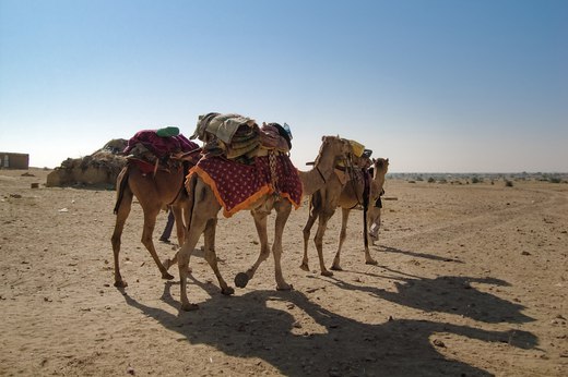 Camel trek, Jaisalmer, India photographed by luxagraf