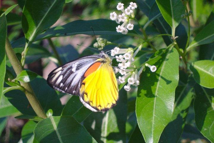 Butterfly, Queen Sikrit Botanical Garden, Mae sa valley, Thailand photographed by luxagraf