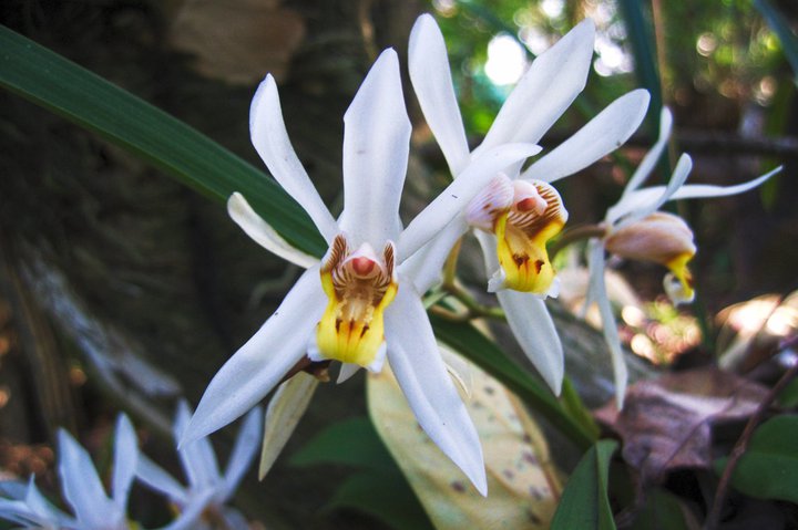 white orchids, Queen Sikrit Botanical Garden, Mae sa valley, Thailand photographed by luxagraf