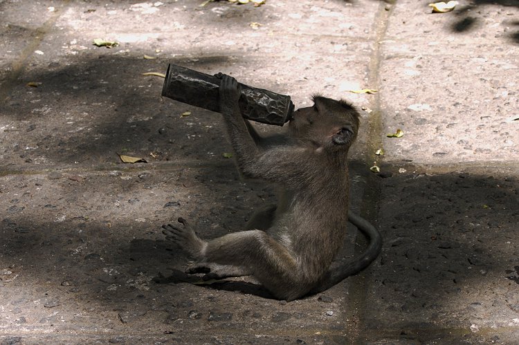 Gray Macaques, Ubud, Bali photographed by luxagraf
