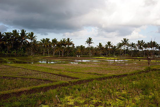 Rice paddies outside of Ubud, Bali, Indonesia