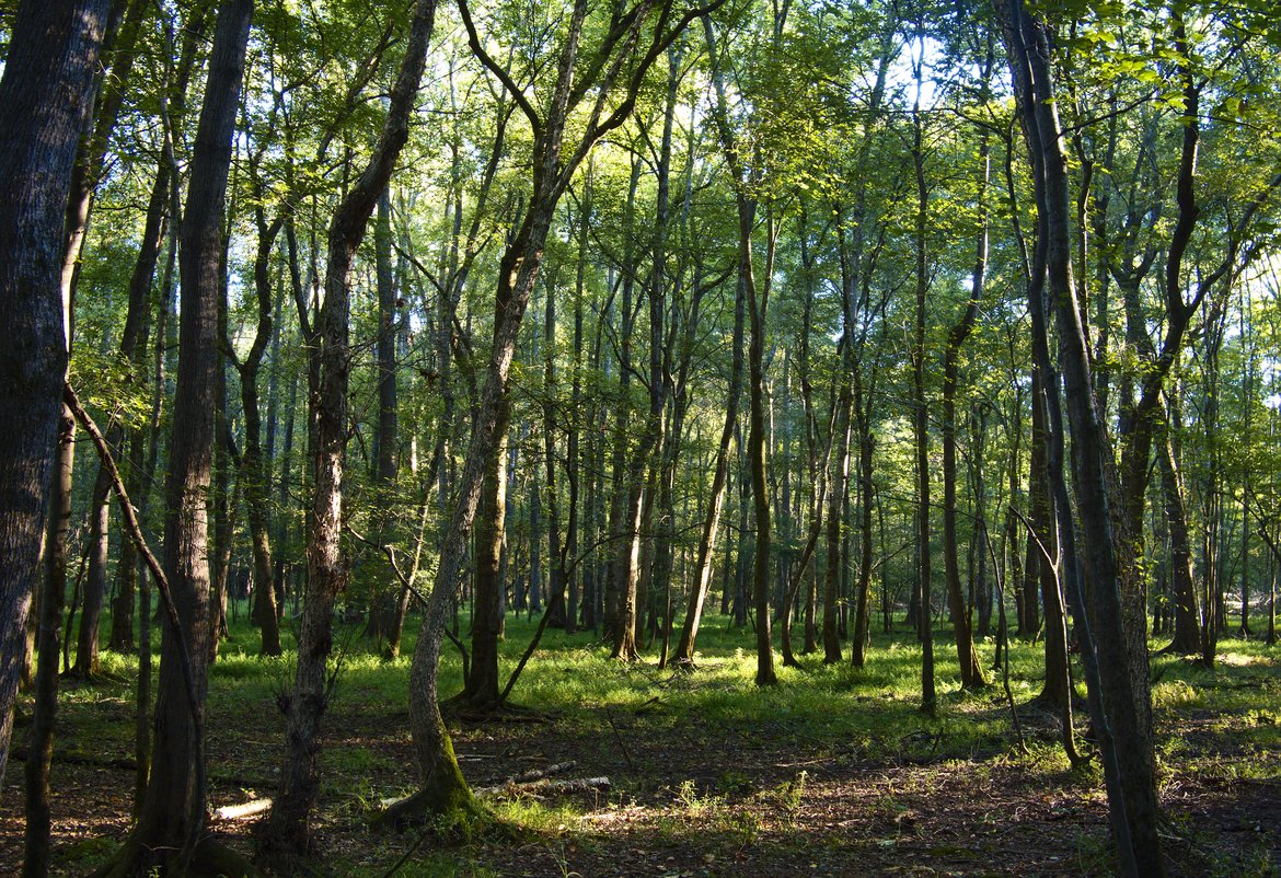 sunlight filtered through trees photographed by luxagraf