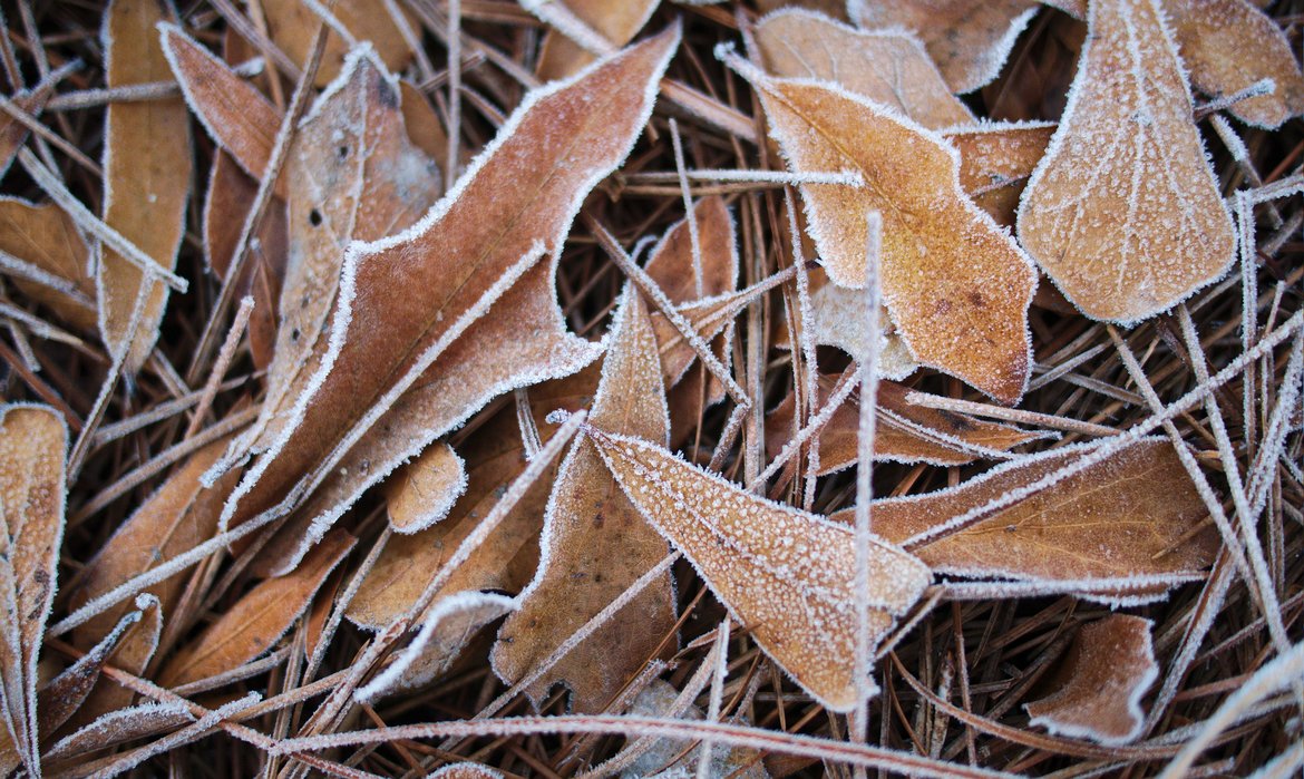 frost on leaves, winter solstice morning photographed by luxagraf