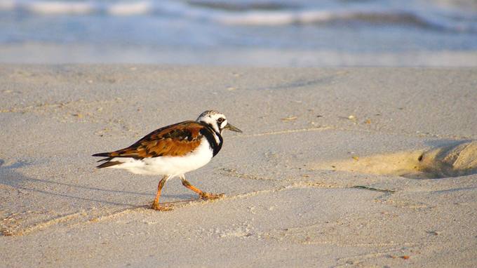 Ruddy Turnstone (Arenaria interpres) photographed by Scott Gilbertson