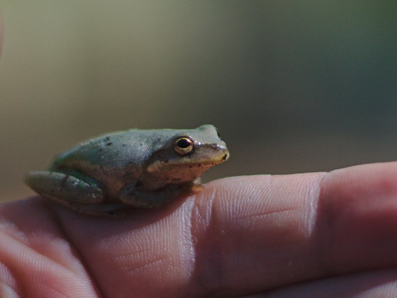 frog in hand, fargo, ga photographed by luxagraf
