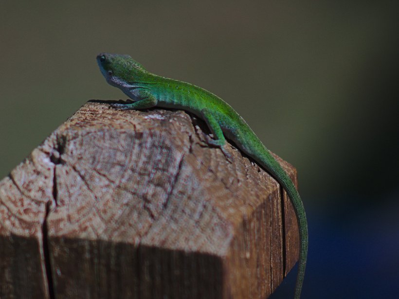 green anole, fargo ga photographed by luxagraf