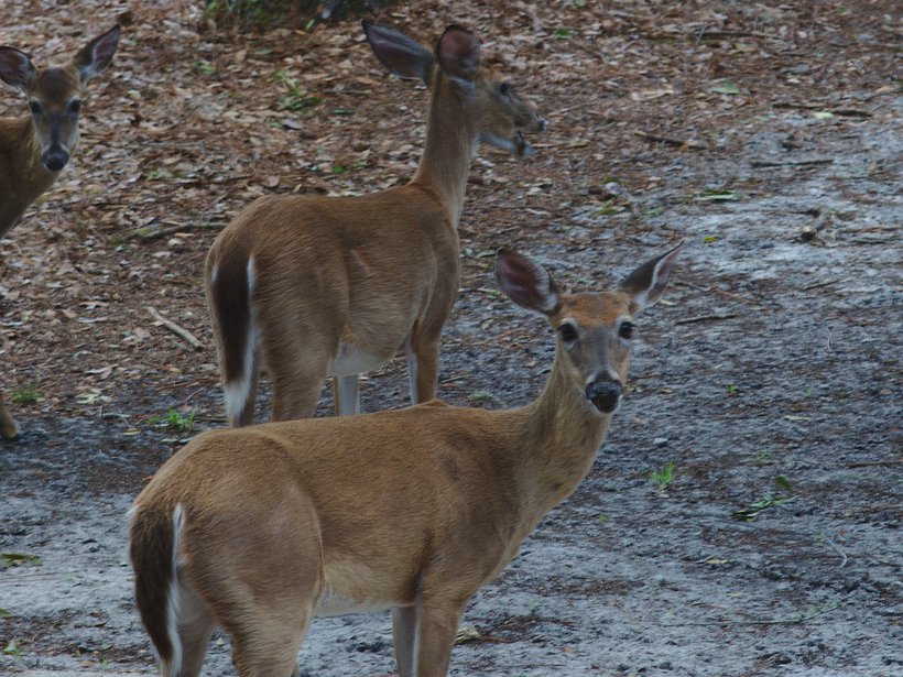 deer, fargo, ga photographed by luxagraf