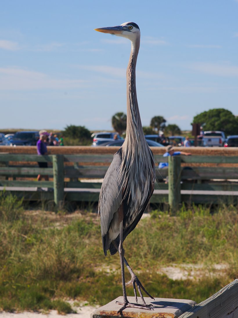 Great Blue Heron photographed by luxagraf