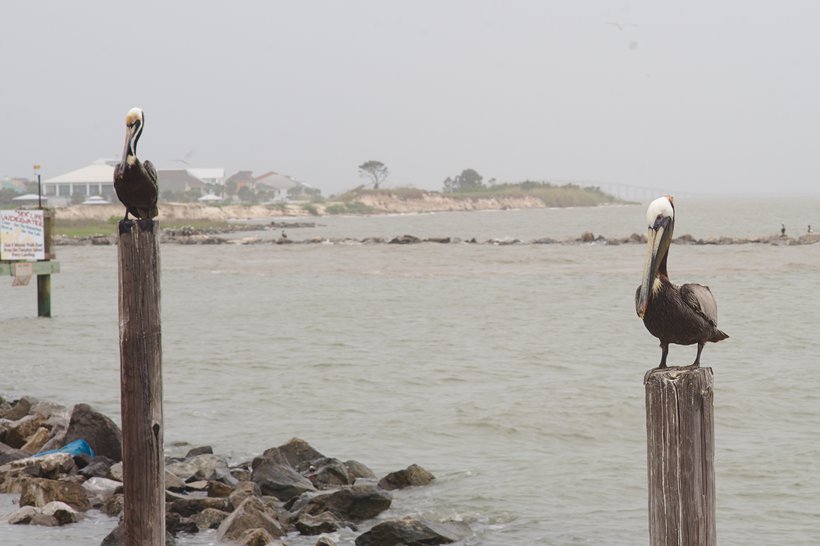 brown pelicans photographed by luxagraf