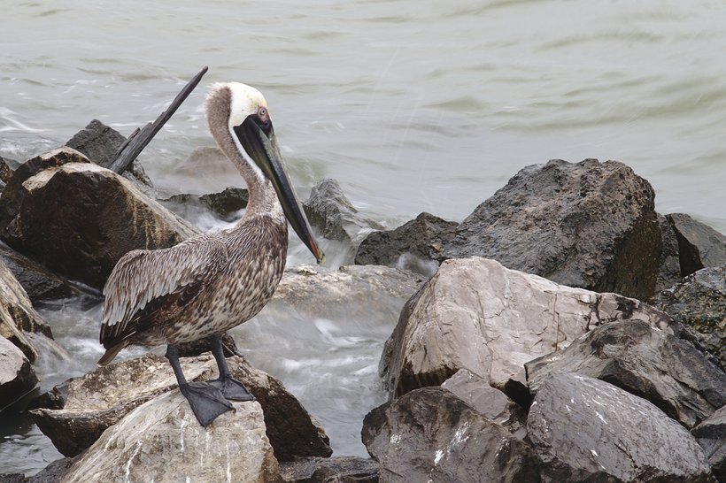 brown pelican by Scott Gilbertson