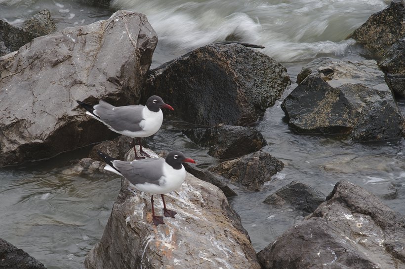 laughing gulls photographed by luxagraf