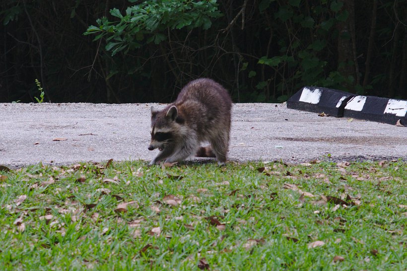 raccoon, davis bayou photographed by luxagraf