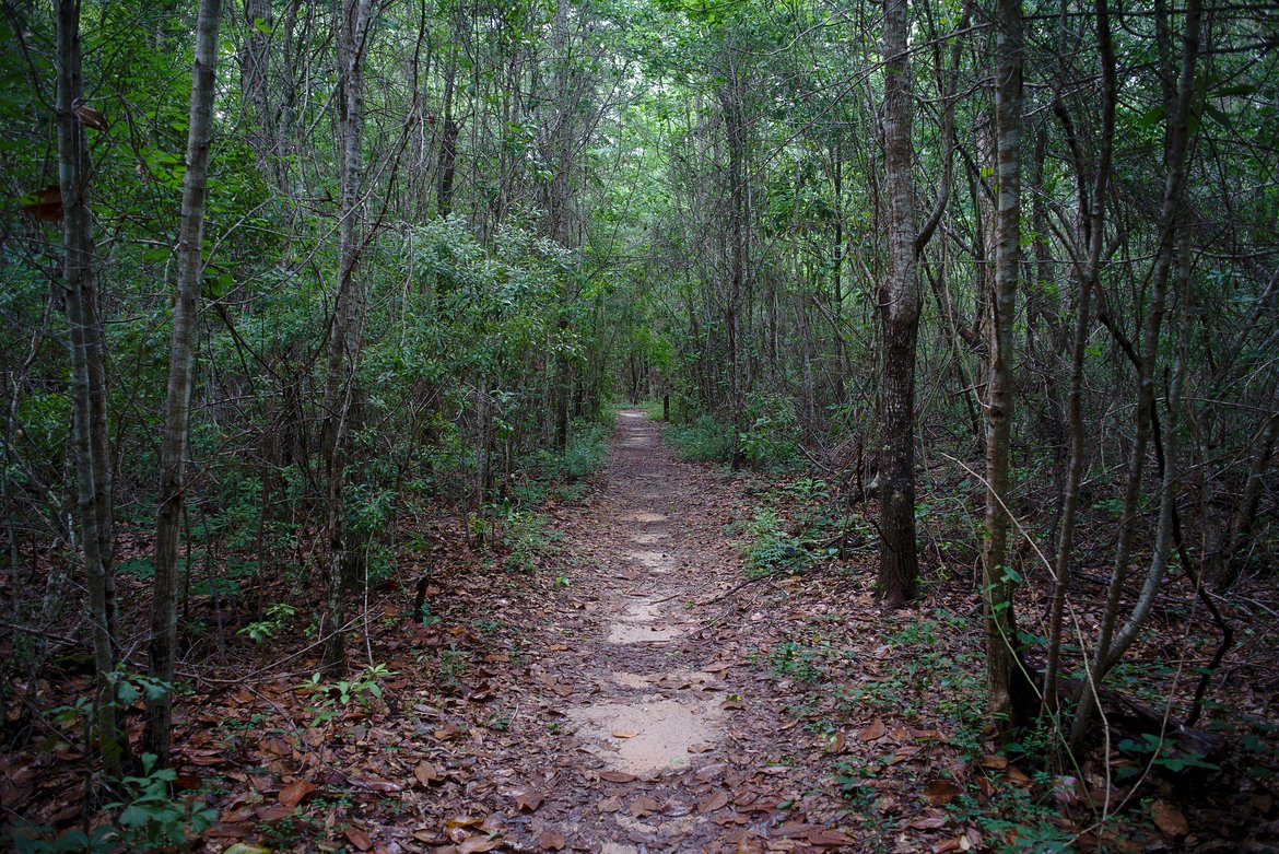 trail, davis bayou photographed by luxagraf