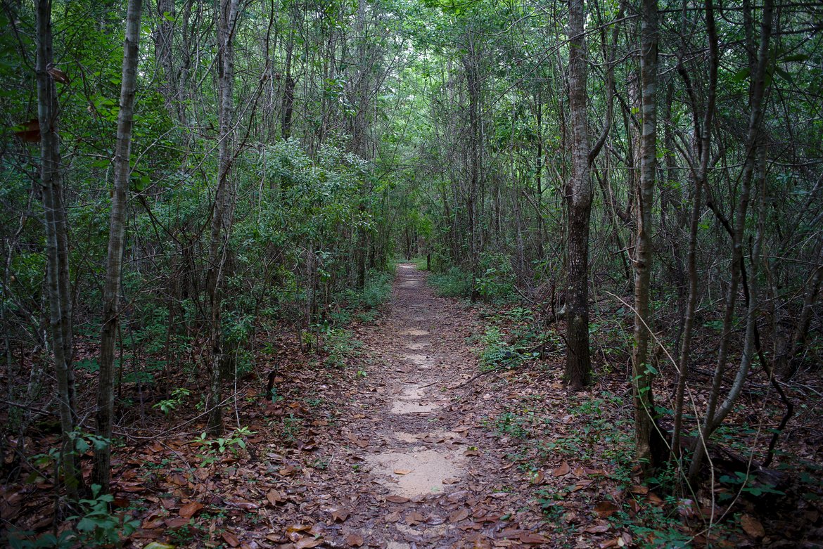 trail, davis bayou photographed by Scott Gilbertson