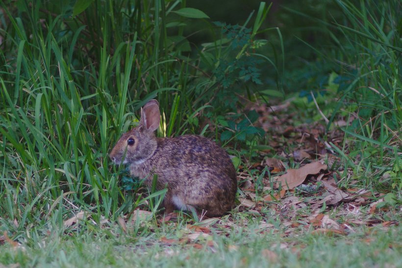 rabbit, davis bayou photographed by luxagraf