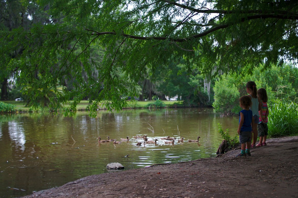 ducks in city park, New Orleans photographed by luxagraf