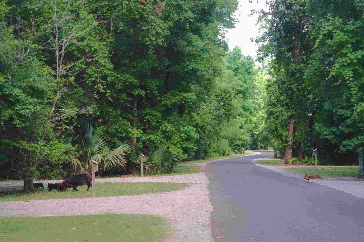 Wild Pigs, Palmetto Island, LA photographed by luxagraf