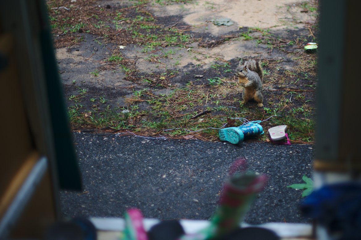 visitor squirrel photographed by luxagraf