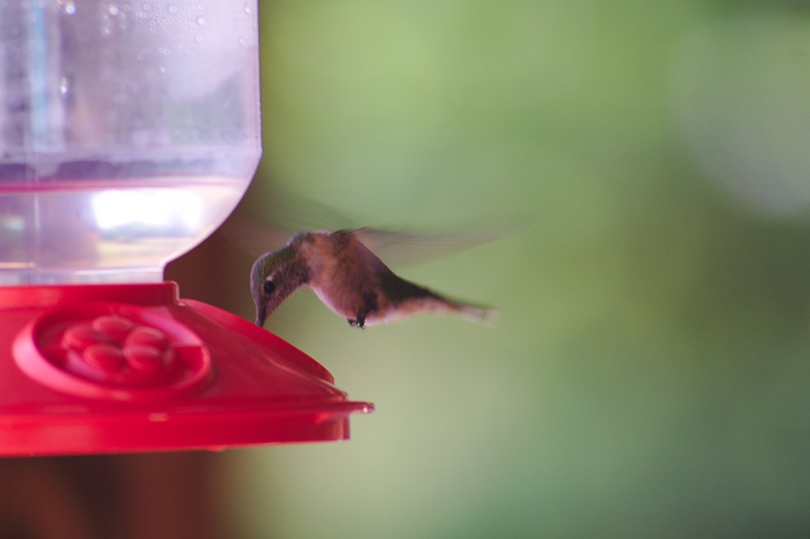 hummingbird photographed by luxagraf