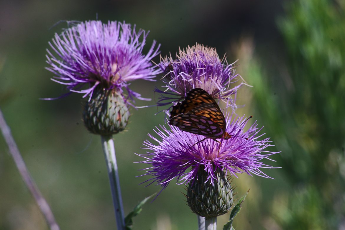 Butterfly photographed by luxagraf